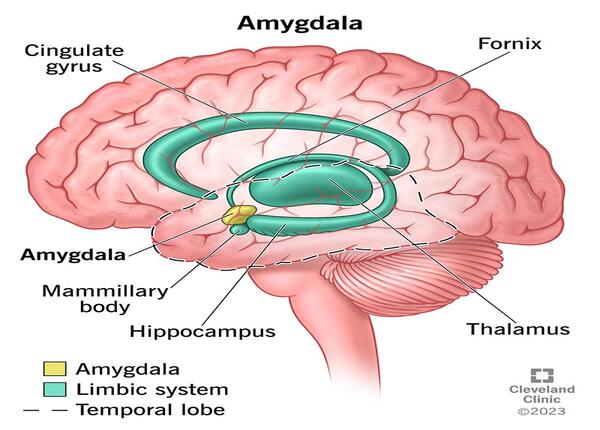 Amygdala (Hạch hạnh nhân): Vùng não điều phối cảm xúc