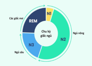 Chu kỳ ngủ chia ra làm 4 giai đoạn chính