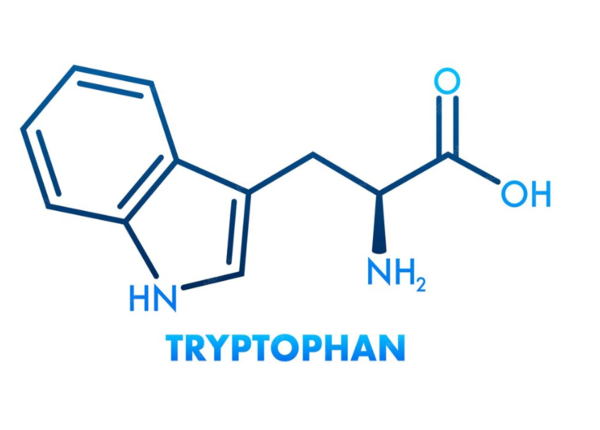 Tryptophan là gì? Vai trò, nguồn thực phẩm và cách bổ sung